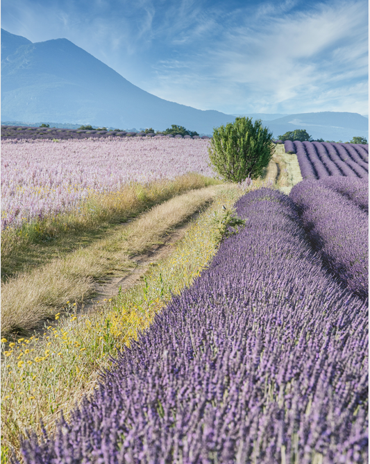 After Dawn Aromatherapy Essential Oil Roll On